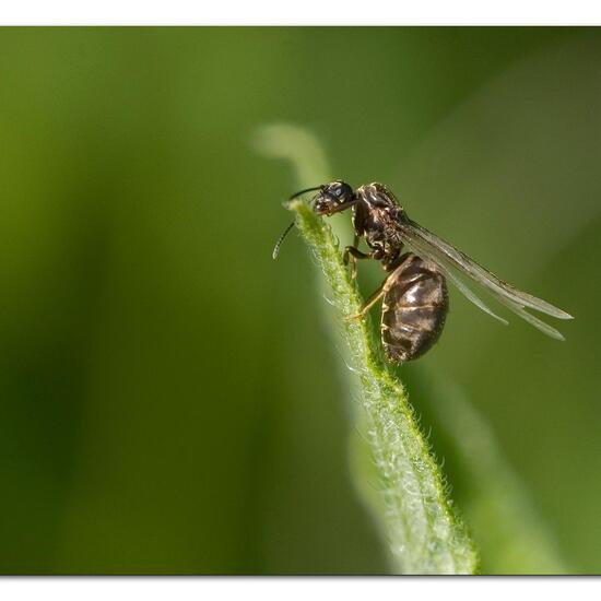 Schwarze Wegameise: Tier im Habitat Naturnahe Wiese in der NatureSpots App