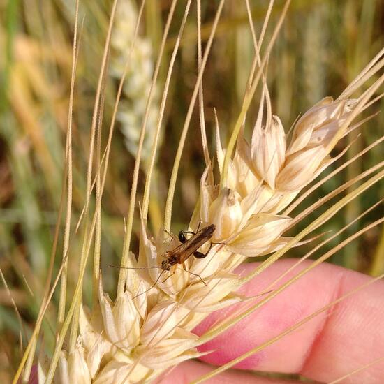 Oedemera flavipes: Animal in habitat Crop cultivation in the NatureSpots App