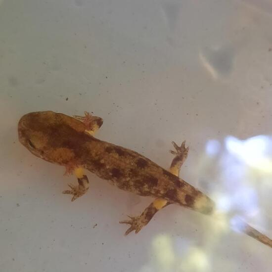Fire salamander: Animal in habitat Stream in the NatureSpots App