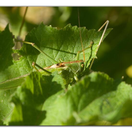 Grünes Heupferd: Tier im Habitat Grasland und Büsche in der NatureSpots App