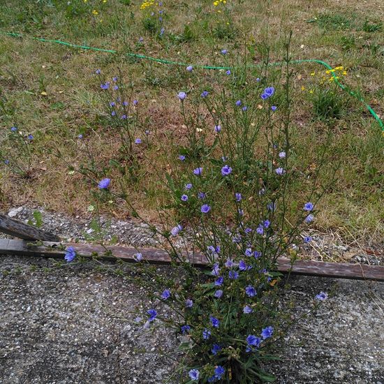 Cichorium intybus: Plant in habitat Backyard in the NatureSpots App