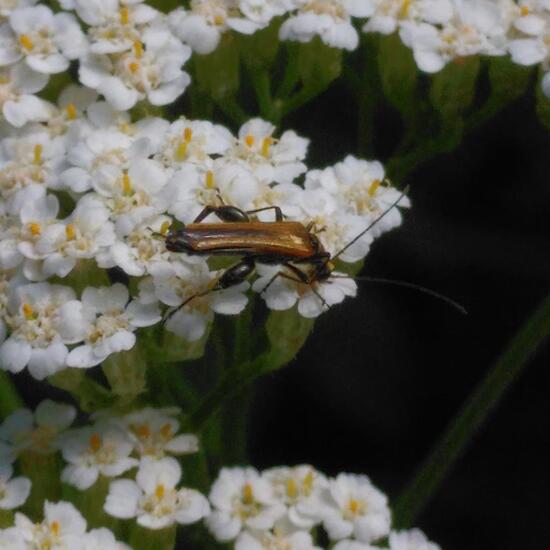 Grüner Scheinbockkäfer: Tier im Habitat Garten in der NatureSpots App