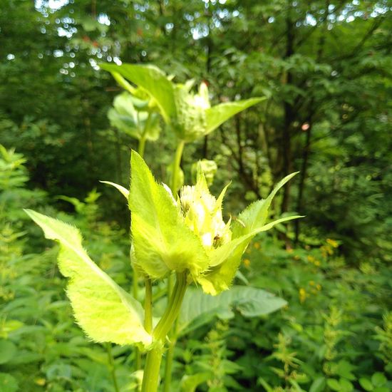 Cirsium oleraceum: Plant in habitat Temperate forest in the NatureSpots App