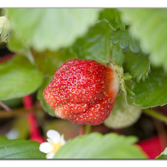 Erdbeeren: Pflanze im Habitat Garten in der NatureSpots App