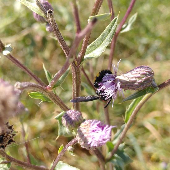 Borstige Dolchwespe: Tier im Habitat Ackerrandstreifen in der NatureSpots App