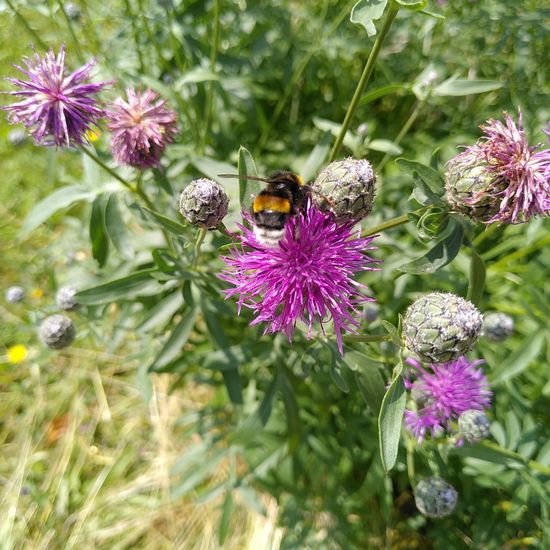 Dunkle Erdhummel: Tier im Habitat Park in der NatureSpots App