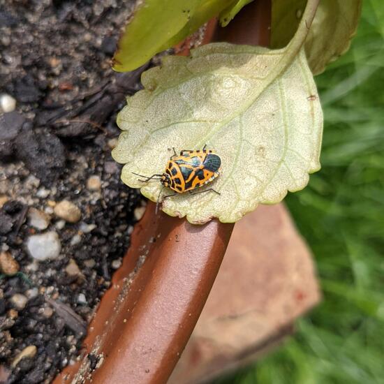 Kohlwanze: Tier in der Natur in der NatureSpots App