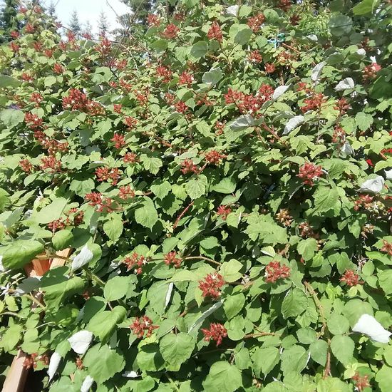 Rubus phoenicolasius: Plant in habitat Garden in the NatureSpots App