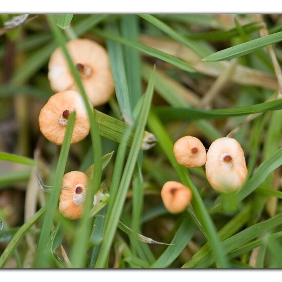 Marasmius curreyi: Mushroom in nature in the NatureSpots App