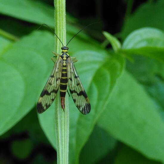 Gemeine Skorpionsfliege: Tier im Habitat Wald der gemäßigten Breiten in der NatureSpots App