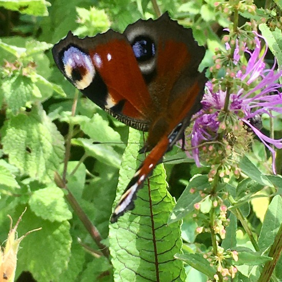 Tagpfauenauge: Tier im Habitat Garten in der NatureSpots App