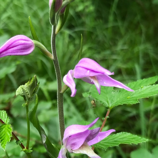 Red Helleborine: Plant in habitat Temperate forest in the NatureSpots App