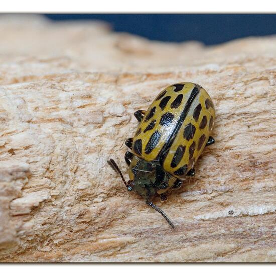 Chrysomela vigintipunctata: Animal in habitat Garden in the NatureSpots App