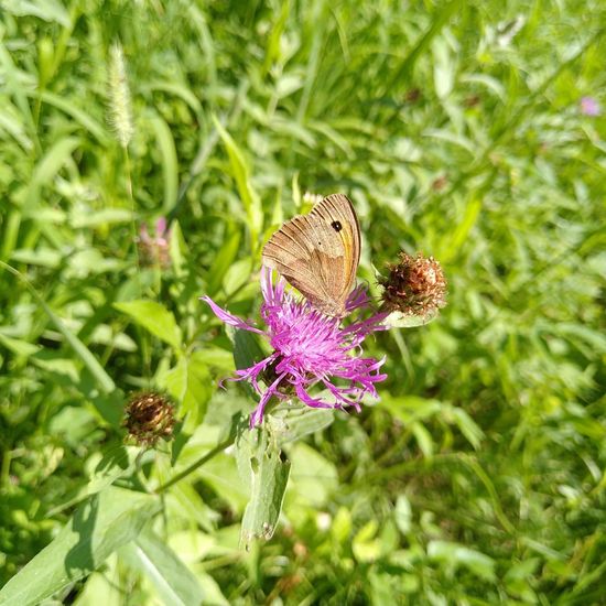 Großes Ochsenauge: Tier im Habitat Naturnahe Wiese in der NatureSpots App