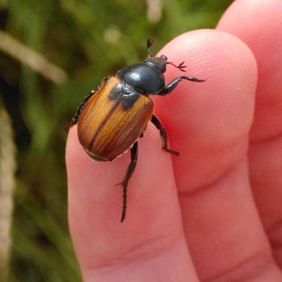 Gartenlaubkäfer: Tier im Habitat Felder in der NatureSpots App