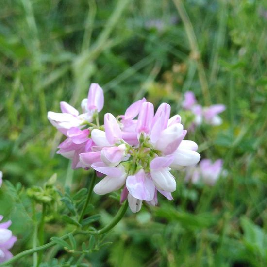 Bunte Kronwicke: Pflanze im Habitat Garten in der NatureSpots App