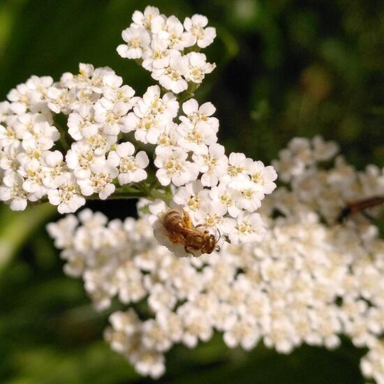 Halictus tumulorum: Tier im Habitat Garten in der NatureSpots App