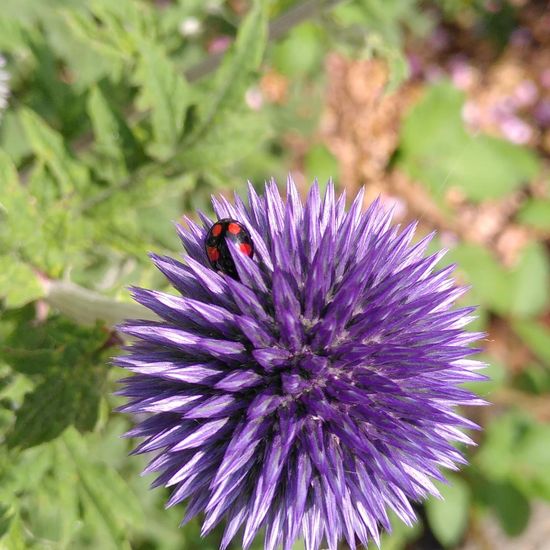 Echinops sphaerocephalus subsp. albidus: Plant in habitat Road or Transportation in the NatureSpots App