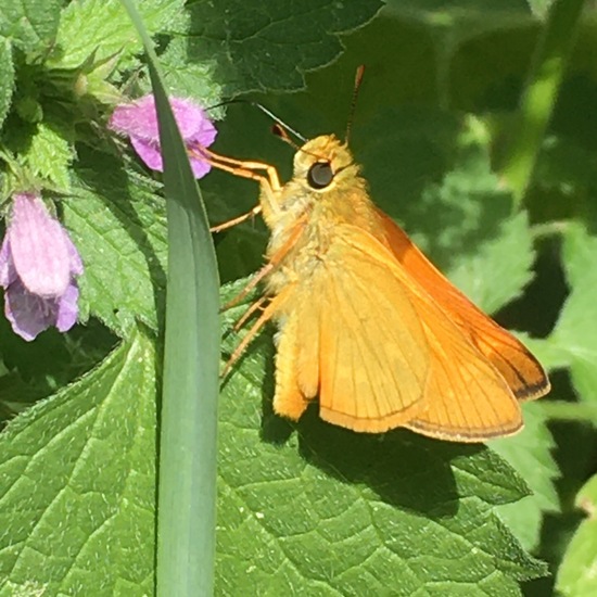 Rostfarbiger Dickkopffalter: Tier im Habitat Garten in der NatureSpots App