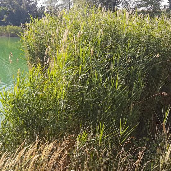 Schilfrohr: Pflanze im Habitat Teich in der NatureSpots App