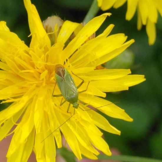 Calocoris affinis: Animal in habitat Road or Transportation in the NatureSpots App