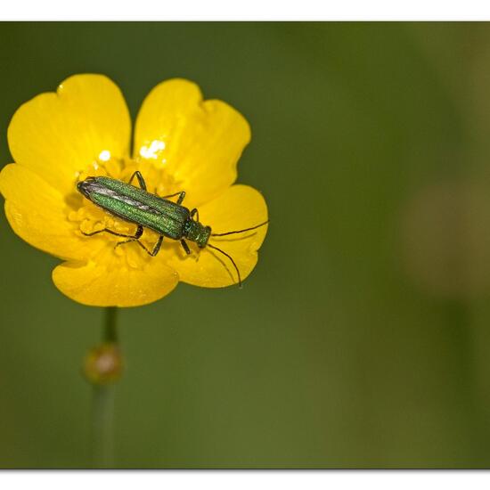 Grüner Scheinbockkäfer: Tier im Habitat Naturnahe Wiese in der NatureSpots App