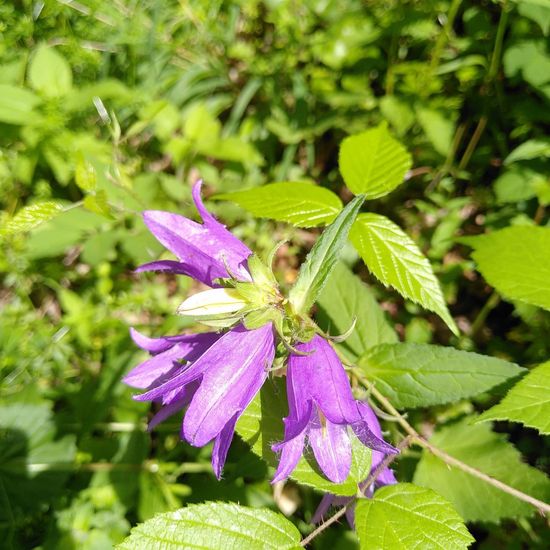 Nesselblättrige Glockenblume: Pflanze im Habitat Wald der gemäßigten Breiten in der NatureSpots App