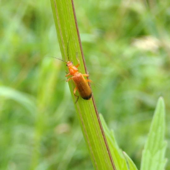 Common red soldier beetle: Animal in habitat Natural Meadow in the NatureSpots App