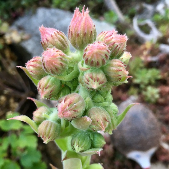 Sempervivum tectorum: Plant in habitat Garden in the NatureSpots App