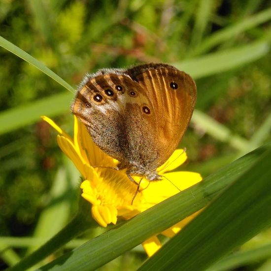 Weißbindiges Wiesenvögelchen: Tier in der Natur in der NatureSpots App