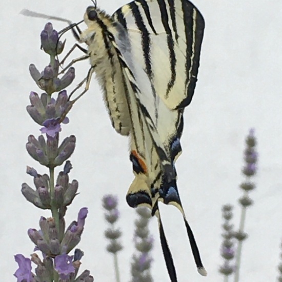 Scarce Swallowtail: Animal in habitat Garden in the NatureSpots App