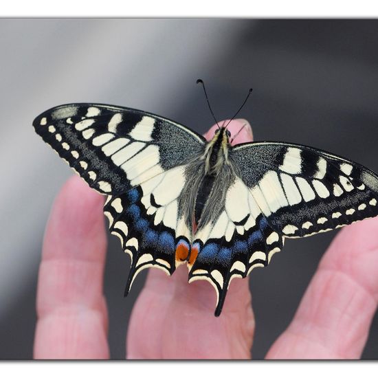 Papilio machaon: Animal in habitat Living space or Indoor in the NatureSpots App