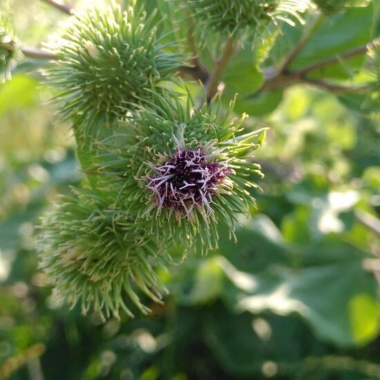 Arctium lappa: Plant in habitat Agricultural meadow in the NatureSpots App