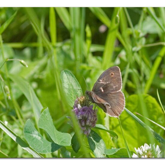 Großes Ochsenauge: Tier im Habitat Landwirtschaftliche Wiese in der NatureSpots App