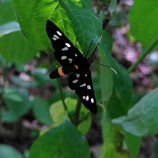 Nine-spotted moth: Animal in habitat Temperate forest in the NatureSpots App