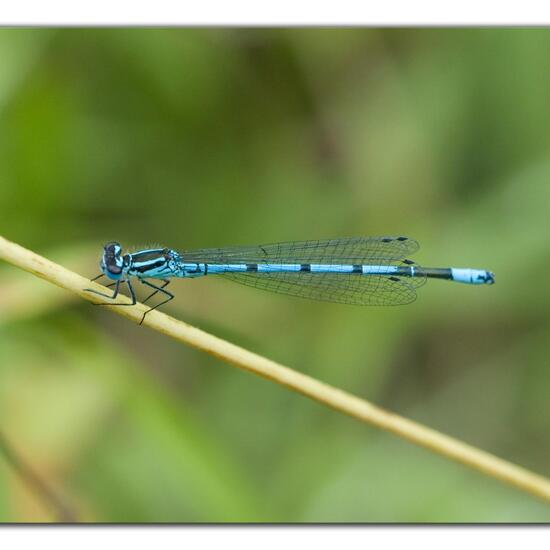 Azure damselfly: Animal in habitat Agricultural meadow in the NatureSpots App