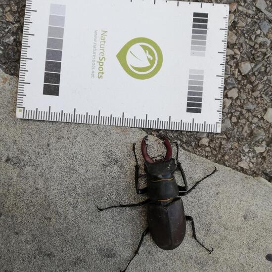 Lucanus cervus: Animal in habitat Road or Transportation in the NatureSpots App