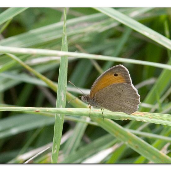 Großes Ochsenauge: Tier im Habitat Landwirtschaftliche Wiese in der NatureSpots App