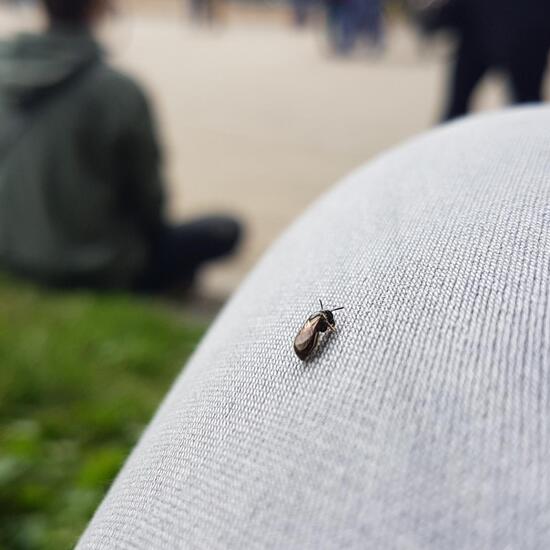 Vespula: Tier im Habitat Park in der NatureSpots App