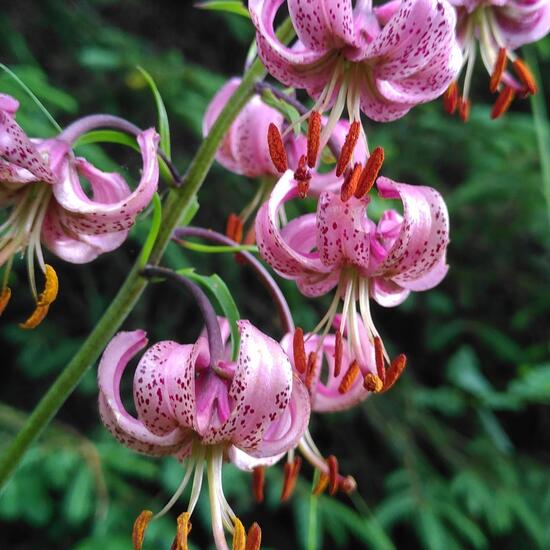 Lilium martagon: Plant in habitat Temperate forest in the NatureSpots App