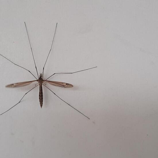 Tipula lateralis: Tier im Habitat Stadt und Garten in der NatureSpots App