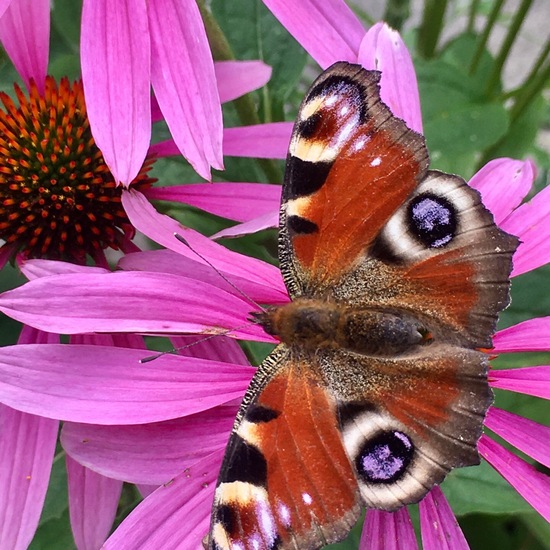 Tagpfauenauge: Tier im Habitat Garten in der NatureSpots App