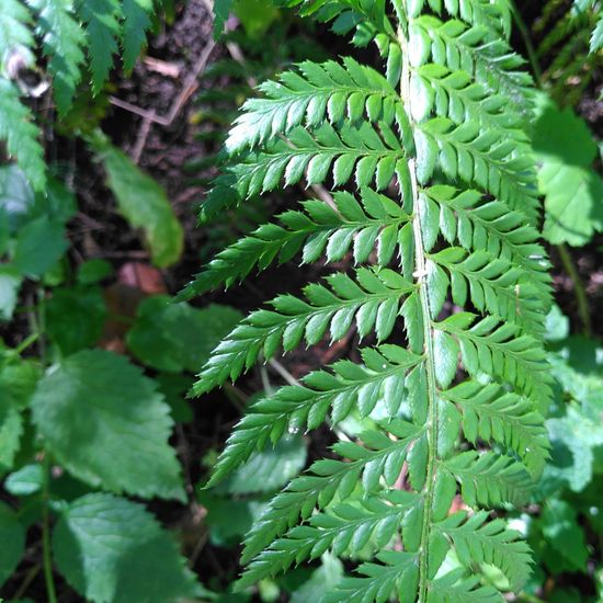 Polystichum aculeatum: Plant in habitat Temperate forest in the NatureSpots App