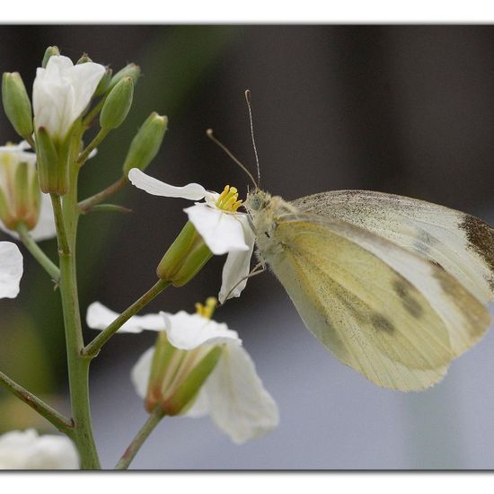 Kleiner Kohlweißling: Tier im Habitat Garten in der NatureSpots App