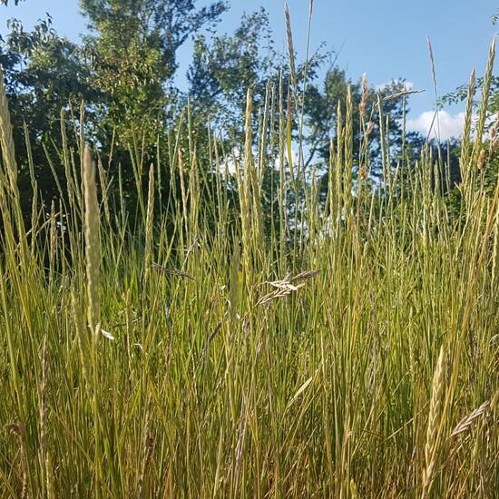 Eine unbekannte Art: Pflanze im Habitat Halb-natürliches Grasland in der NatureSpots App