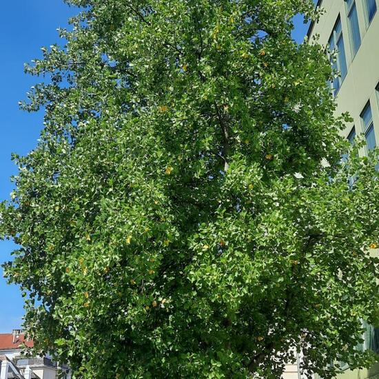 Liriodendron tulipifera: Plant in nature in the NatureSpots App