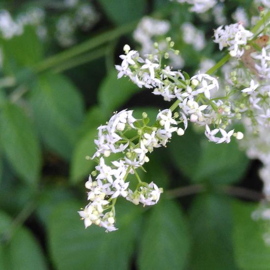 Wiesen-Labkraut: Pflanze im Habitat Naturnahe Wiese in der NatureSpots App