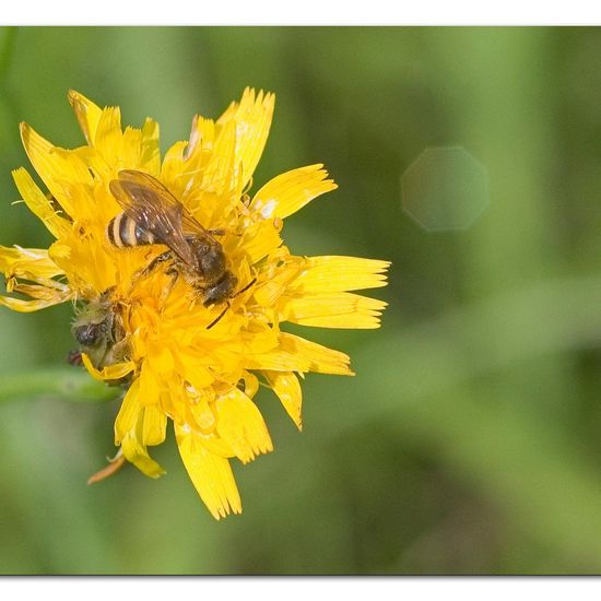 Halictus scabiosae: Animal in habitat Agricultural meadow in the NatureSpots App
