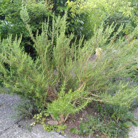 Rosmarinus officinalis: Plant in habitat Garden in the NatureSpots App