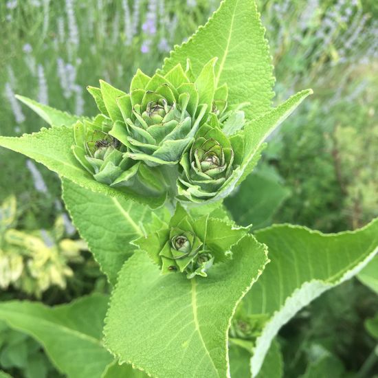 Elecampane: Plant in habitat Garden in the NatureSpots App